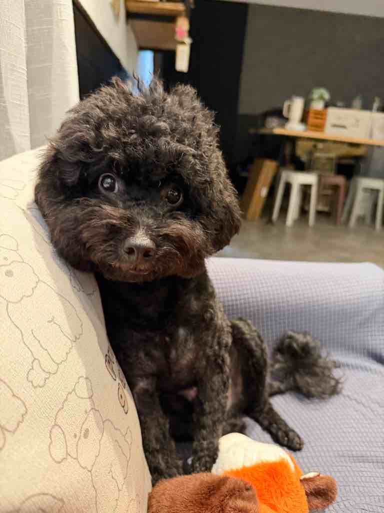 貼文圖片