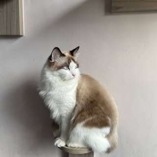 貼文圖片