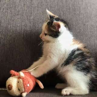 貼文圖片